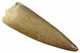 Fossil Plesiosaur (Zarafasaura) Tooth - Morocco #349866-1